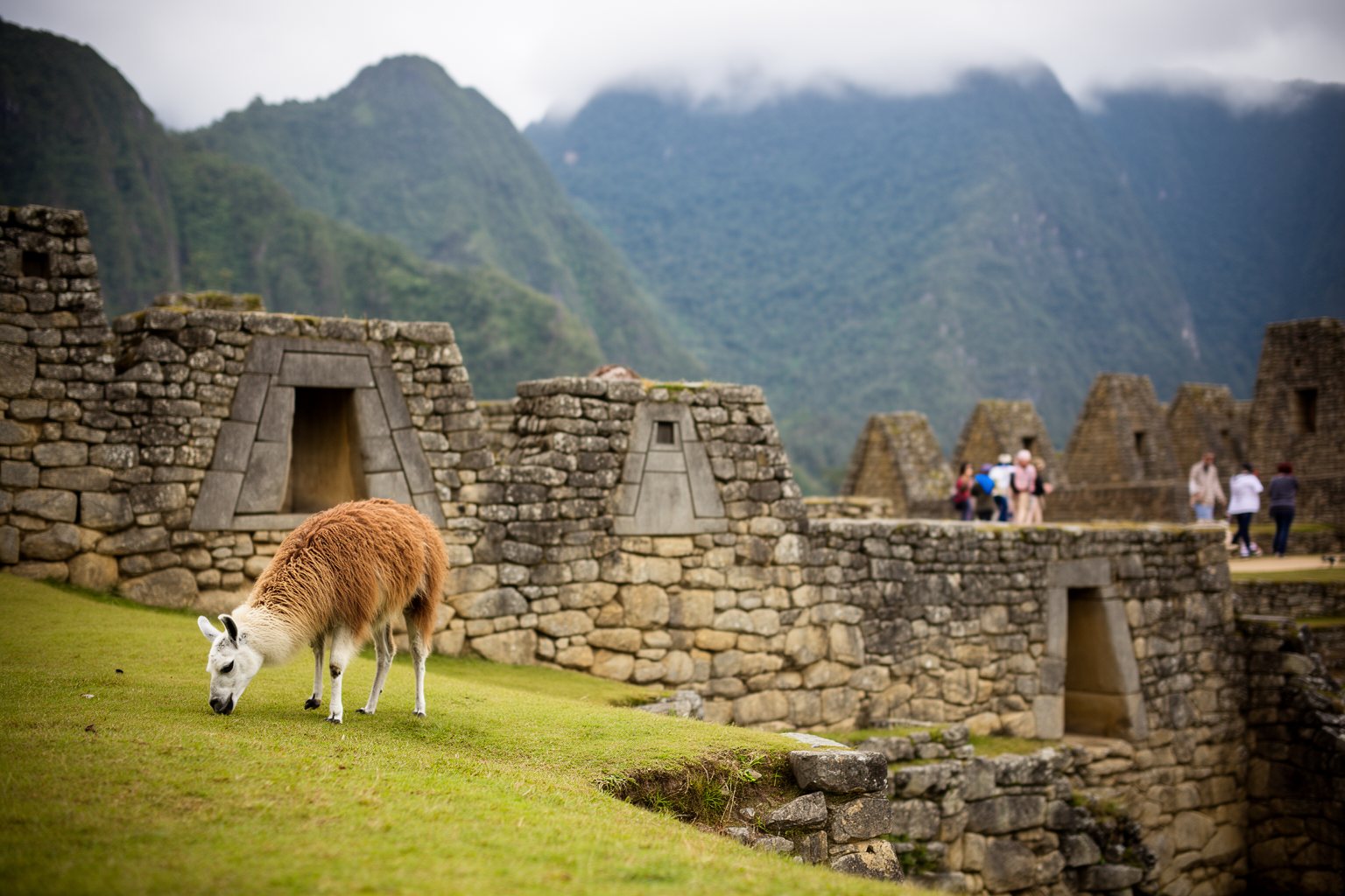 Llama grazing beside precise Inca stone walls at Machu Picchu, Peru