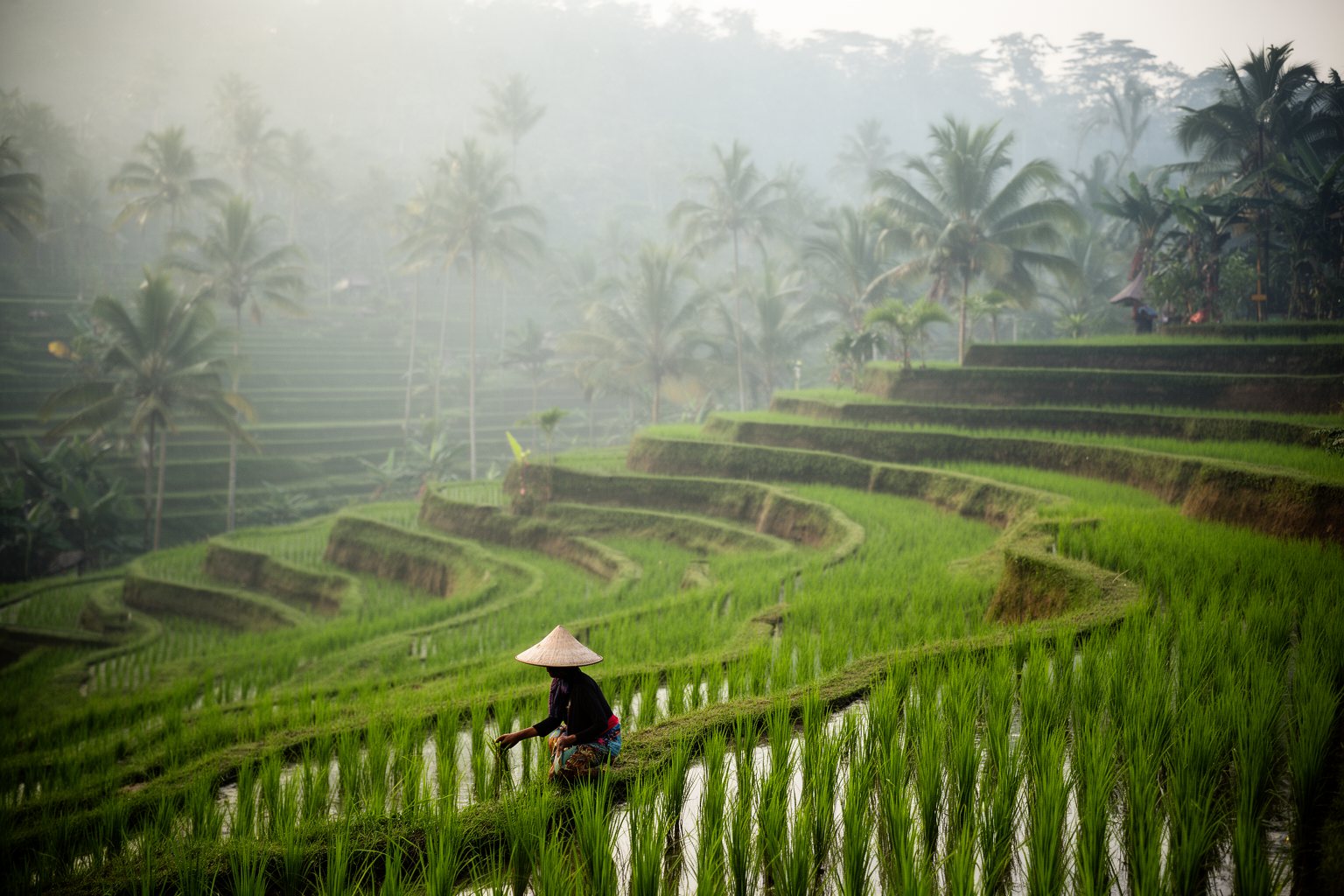Unveiling the Top 10 Must-Visit Destinations: Your Ultimate Travel List Green rice terraces and palm trees in central Bali with morning mist and a farmer at work