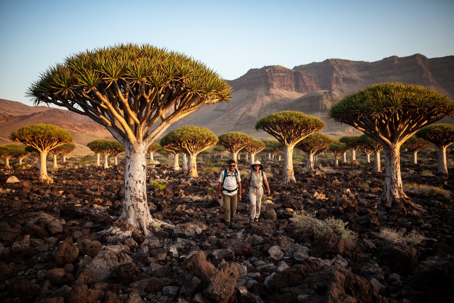 10 Secret Destinations Only Travel Pros Know Umbrella-shaped dragon blood trees on a rocky plateau on the island of Socotra, Yemen